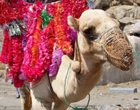 Camel Mount Arafat Makkah
